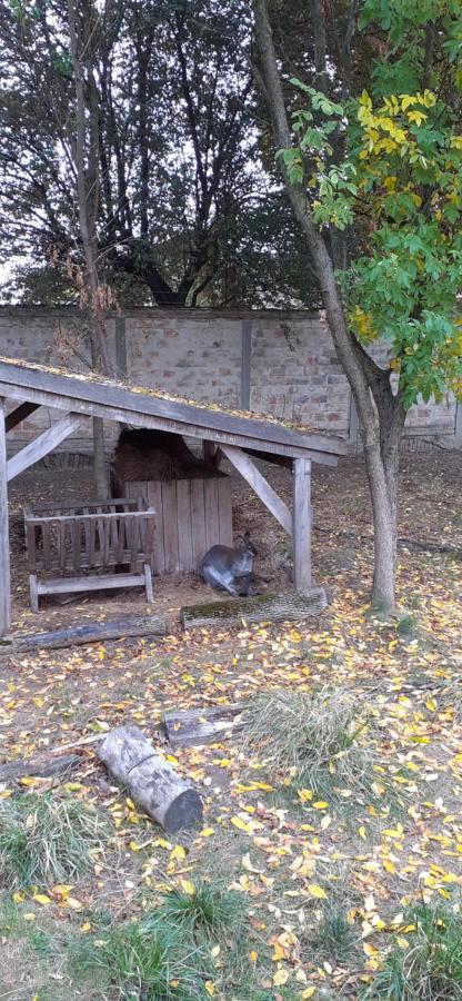Kenguru Panzio Hotel Hódmezővásárhely Екстериор снимка